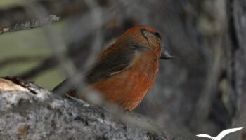 Bec croisé des sapins - vero2dm.com - photographe animalier - oiseaux - biodiversité