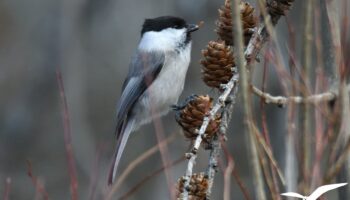 Mésange boréale - vero2dm.com - photographe animalier - oiseaux - biodiversité