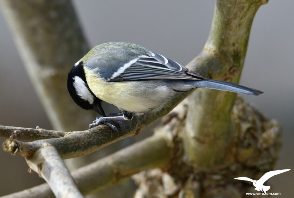 Mésange charbonnière - vero2dm.com - photographe animalier - oiseaux - biodiversité