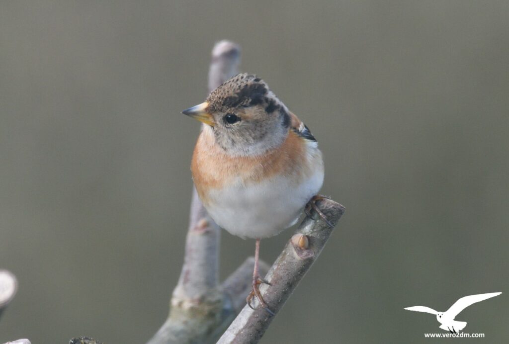 Pinson du Nord - vero2dm.com - photographe animalier - oiseaux - biodiversité