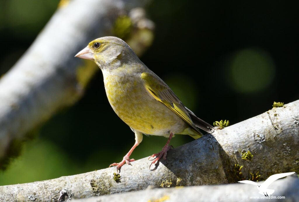 Verdier - vero2dm.com - photographe animalier - oiseaux - biodiversité