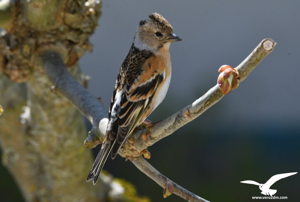 Pinson du Nord - vero2dm.com - photographe animalier - oiseaux - biodiversité