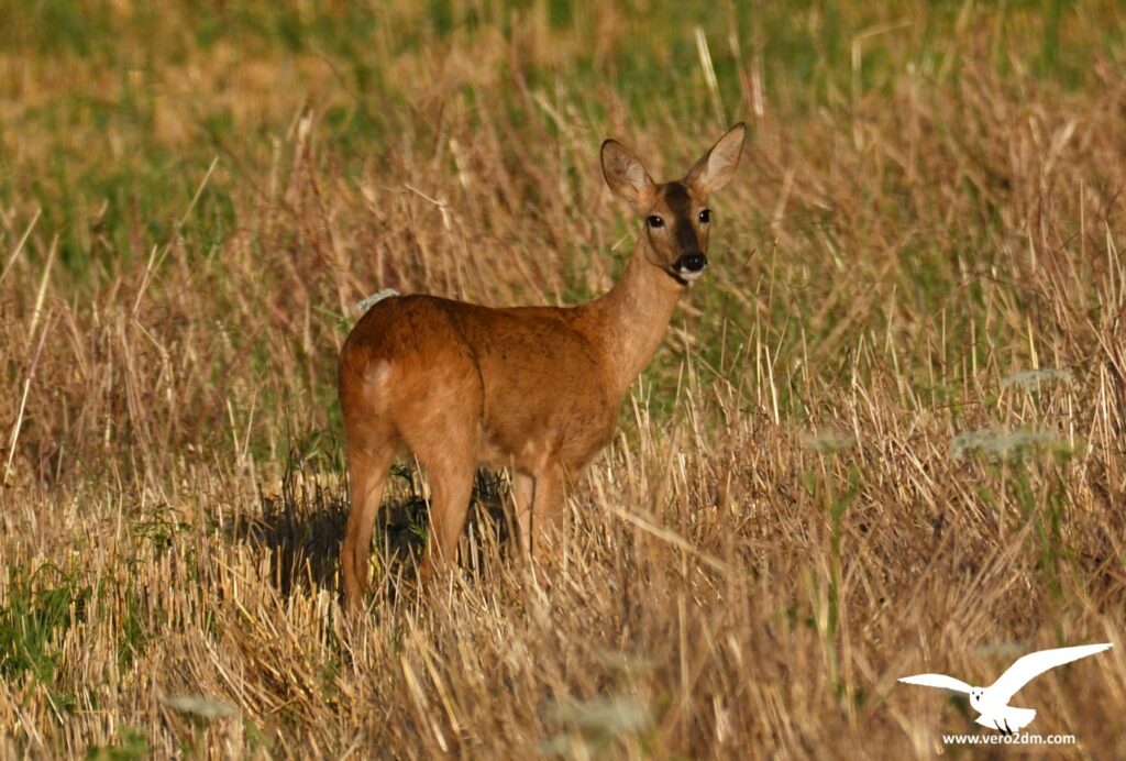 Chevreuil - vero2dm.com - photographe animalier - oiseaux - biodiversité