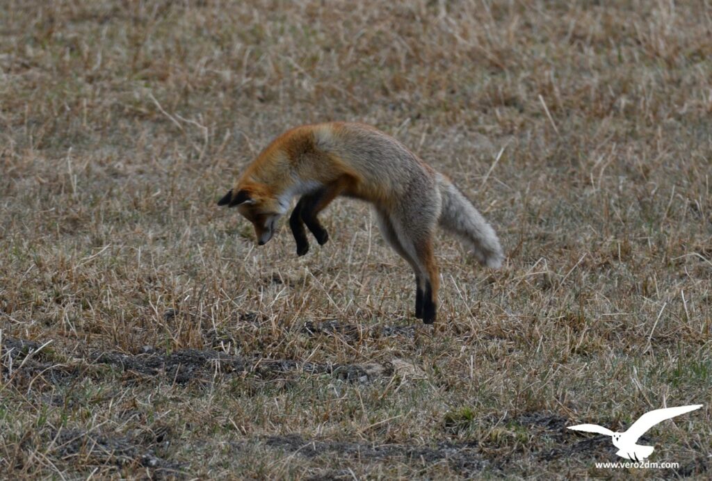 Renard - vero2dm.com - photographe animalier - oiseaux - biodiversité