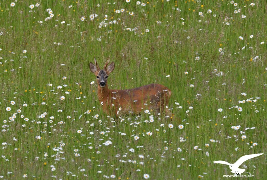 Chevreuil - vero2dm.com - photographe animalier - oiseaux - biodiversité