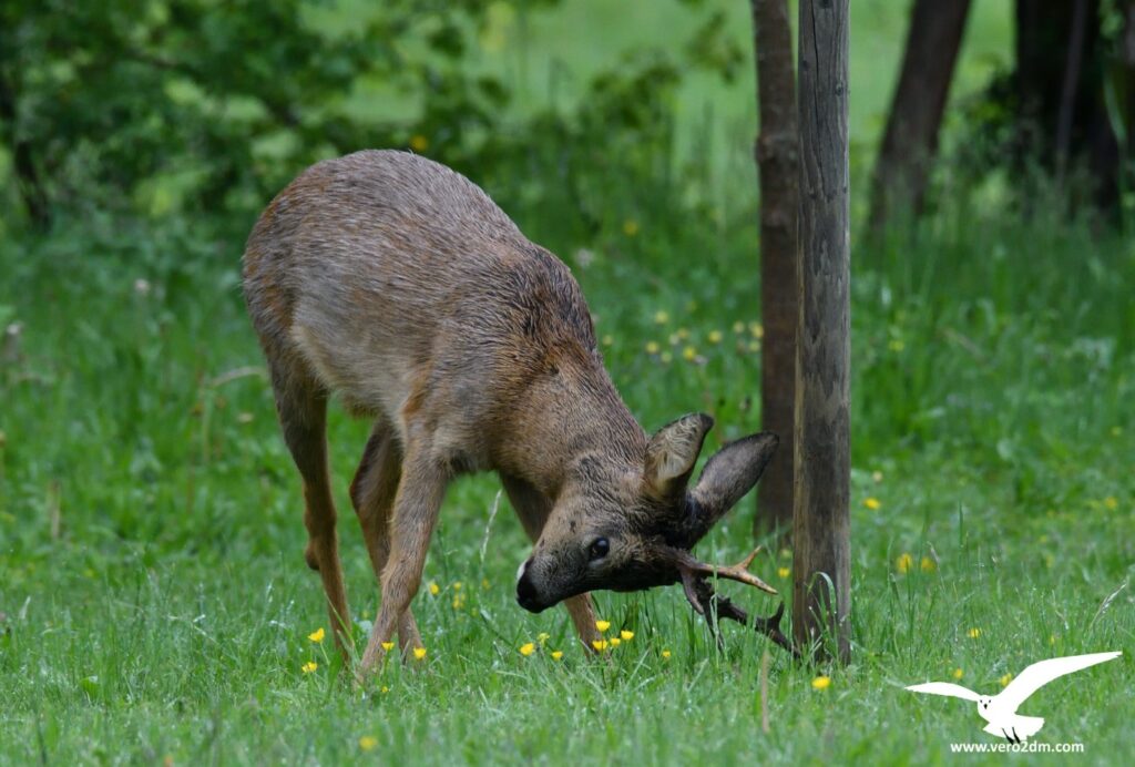 Chevreuil - vero2dm.com - photographe animalier - oiseaux - biodiversité